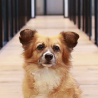Cyrus dog